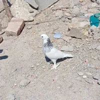 کبوتر نره طوقی هفت رنگ