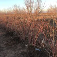 عرضه وفروش پاجوش گل محمدی ریشه لخت|خدمات باغبانی و درختکاری|نیشابور, دربقاضی|دیوار