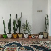 گل سان سوریا|گل و گیاه طبیعی|بهارستان, |دیوار