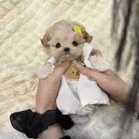 توله فنجونی|سگ|بم, |دیوار