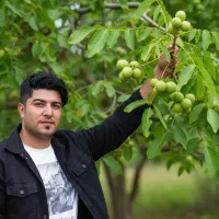 نهال گردو تخم مرغی با ارسال به سراسر ایران