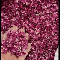 نهال|گل و گیاه طبیعی|سقز, |دیوار