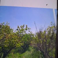 زمین باغ|فروش زمین و ملک کلنگی|مبارکه, |دیوار