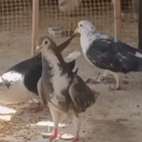 دمگیر سنجابی