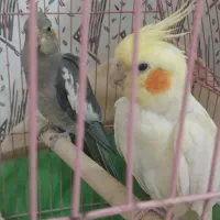 عروس هلندی ۴تا