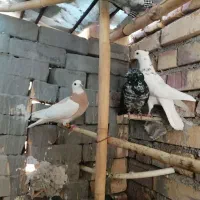 کبوتر غریب گیری|پرنده|شاهرود, |دیوار