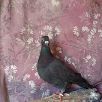 کفتر|پرنده|خوسف, |دیوار