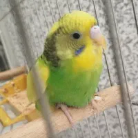 جوجه مرغ عشق
