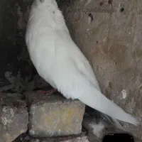 نر کله ای|پرنده|بندرعباس, |دیوار