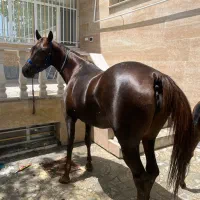 مادیان کرد درجه ۱|اسب و تجهیزات اسبسواری|شازند, |دیوار