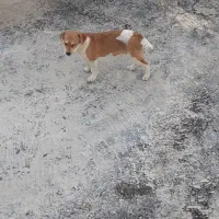 سگ پاکوتاه ماده به شرط نگهبانی