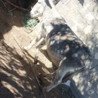 دوخر‌یک‌ماده‌‌یک‌نروک‌