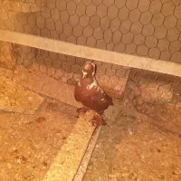 کبوتر گرفتنی الابوغاز