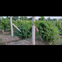 فروش باغ داربستی ودرختان مثمر همراه خانه واستخر