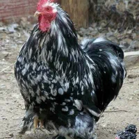 خروس کوشین بلک متلد