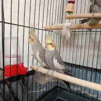 جفت عروس هلندی با جوجه