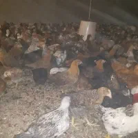 جوجه مرغ خروس درشت نرسیده به لالجین گنج تپه