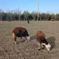 گوسفند میش بروجردی و بره قوچ عروسک|حیوانات مزرعه|گرگان, |دیوار