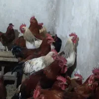 کلشیر صحنه الهیه