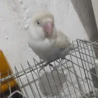 پرنده|پرنده|شیراز, جرسقان|دیوار