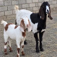 بز پاکستانی آبستن به همراه بزغاله ماده