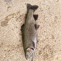 ماهی قزل آلا رنگین گمان