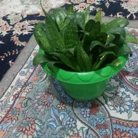 گل طبیعی|گل و گیاه طبیعی|کرج, دولت‌آباد|دیوار