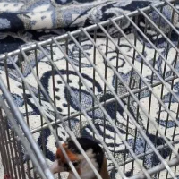 سهره نر|پرنده|شیراز, گلشن|دیوار