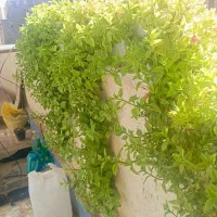 گل یخ|گل و گیاه طبیعی|زاهدان, |دیوار