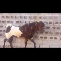 کهره نر گله|حیوانات مزرعه|رویدر, |دیوار