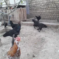 انواع حیوانات خانگی|حیوانات مزرعه|مرند, |دیوار