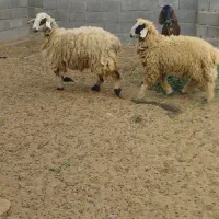 فروش دوعددگوسفند|حیوانات مزرعه|بندر دیر, |دیوار