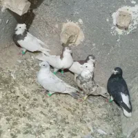 کبوتر گرفتنی|پرنده|سبزوار, زینبیه|دیوار