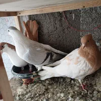 ساده کلاغدم زرد و چپ امری افغانی