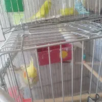 فروش چند پرنده توافقی عروس هلندی یه جفت مرغ عشق|پرنده|خبر, |دیوار