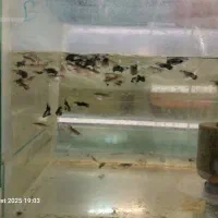 انواع ماهی زینتی و کت فیش|ماهی|شاهینشهر, کوی مهدیه|دیوار