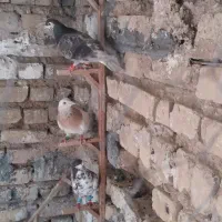کبوتر ۴تا کبوتر تر باهم