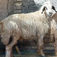 قوچ ترکی کر سوز ،بره میش بز کهره|حیوانات مزرعه|مرودشت, تخت جمشید|دیوار