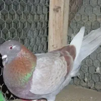 کبوتر ارزان|پرنده|کوهی‌خیل, |دیوار