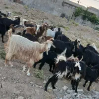 بز با بزغاله