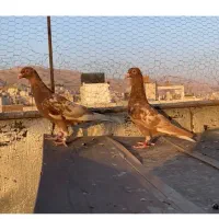 میولمنز ماده|پرنده|شیراز, قصرالدشت|دیوار