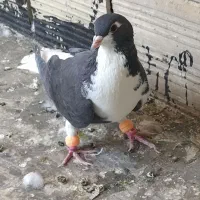 دو تا نر ی دونه ماده