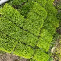 ۱۶ عدد باکس نشا هاشمی درجه یک اصلاح شده