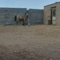 اسب|اسب و تجهیزات اسبسواری|بوشهر, |دیوار