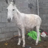 الاغ جوان سالم و تند و تیز