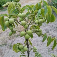 نهالستان نهال های پای کوتاه و بلنددرجه یک|خدمات باغبانی و درختکاری|لردگان, |دیوار