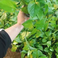 گل پتوس سبز و ابلق با قیمت فقط و فقط ۴۰ هزار تومن|گل و گیاه طبیعی|رشت, حمیدیان|دیوار