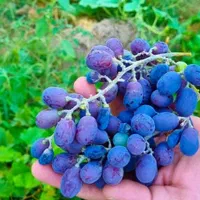 باغ5500متر دیوارکشی|فروش خانه و ویلا|مبارکه, |دیوار