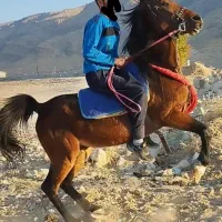 اسب نریان خوش سوار