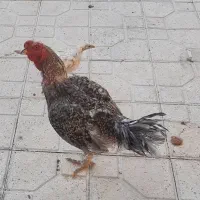 .خروس ۶ ماهه یک ساله لاری وبوقلمون نر|حیوانات مزرعه|شیراز, گلستان|دیوار
